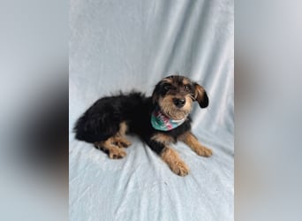 Norton - Süßer Hundejunge sucht liebevolle Menschen!