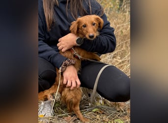 Sandy - Quirliges Hundemädchen sucht ein liebevolles Zuhause