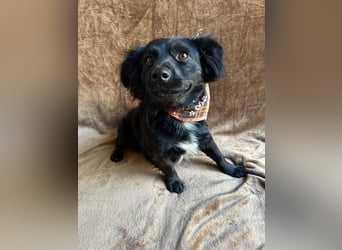 Chico - Sanfter kleiner Herzenshund sucht sein Zuhause!