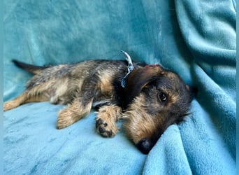 Hudson - Liebenswerter Dackel-Mix-Rüde sucht endlich sein Glück