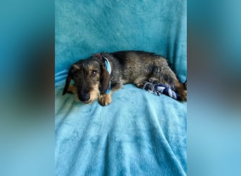 Hudson - Liebenswerter Dackel-Mix-Rüde sucht endlich sein Glück