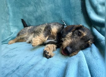 Hudson - Liebenswerter Dackel-Mix-Rüde sucht endlich sein Glück