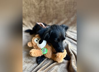 Chico - Sanfter kleiner Herzenshund sucht sein Zuhause!