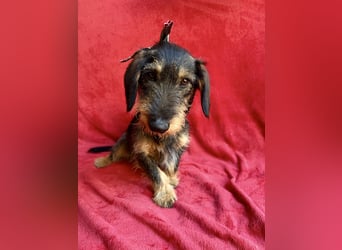 Hudson - Liebenswerter Dackel-Mix-Rüde sucht endlich sein Glück