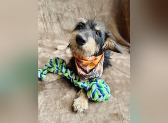 Norton - Süßer Hundejunge sucht liebevolle Menschen!