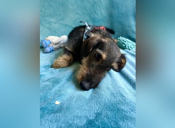 Hudson - Liebenswerter Dackel-Mix-Rüde sucht endlich sein Glück