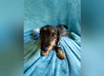 Hudson - Liebenswerter Dackel-Mix-Rüde sucht endlich sein Glück