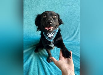 Chico - Sanfter kleiner Herzenshund sucht sein Zuhause!