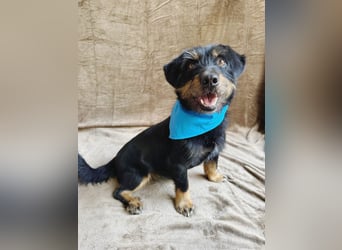 Knox - Kleiner Charmeur sucht sein Für-Immer-Körbchen!