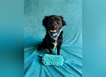 Chico - Sanfter kleiner Herzenshund sucht sein Zuhause!