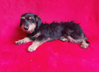 Norton - Süßer Hundejunge sucht liebevolle Menschen!