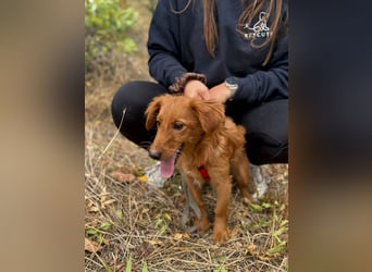 Sandy - Quirliges Hundemädchen sucht ein liebevolles Zuhause
