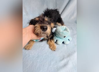 Norton - Süßer Hundejunge sucht liebevolle Menschen!