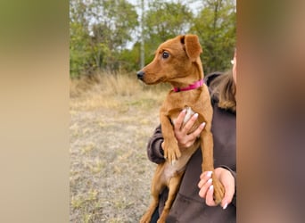 Sawyer - Quirliger, neugieriger Welpenjunge sucht sein Zuhause!