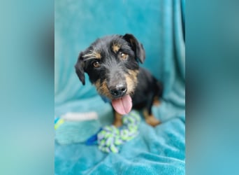 Knox - Kleiner Charmeur sucht sein Für-Immer-Körbchen!
