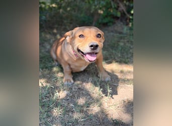 Sunny (Sarolta) - Sensible, junge Hündin sucht Menschen mit Herz und Geduld!