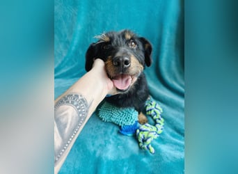 Knox - Kleiner Charmeur sucht sein Für-Immer-Körbchen!