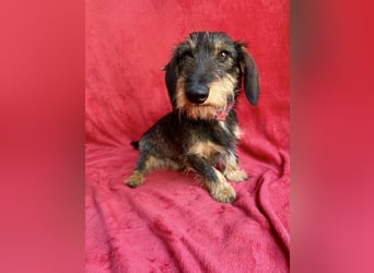 Hudson - Liebenswerter Dackel-Mix-Rüde sucht endlich sein Glück