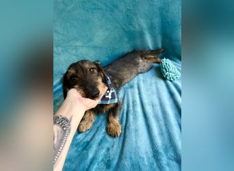 Hudson - Liebenswerter Dackel-Mix-Rüde sucht endlich sein Glück
