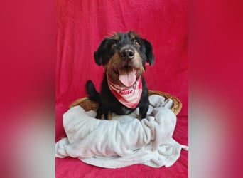 Knox - Kleiner Charmeur sucht sein Für-Immer-Körbchen!