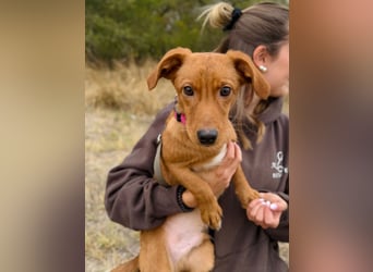 Sawyer - Quirliger, neugieriger Welpenjunge sucht sein Zuhause!