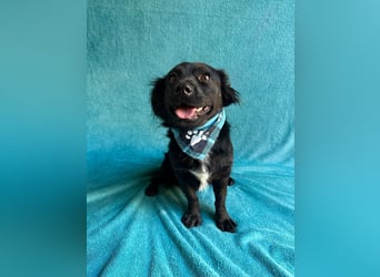 Chico - Sanfter kleiner Herzenshund sucht sein Zuhause!