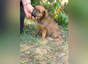 Nien - Zuckersüßes Hundekind sucht sein Zuhause!