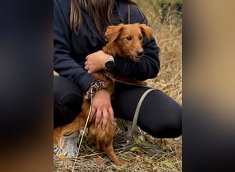 Sandy - Quirliges Hundemädchen sucht ein liebevolles Zuhause
