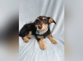 Norton - Süßer Hundejunge sucht liebevolle Menschen!