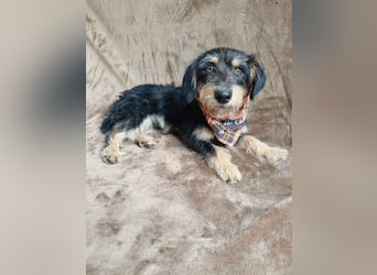 Norton - Süßer Hundejunge sucht liebevolle Menschen!