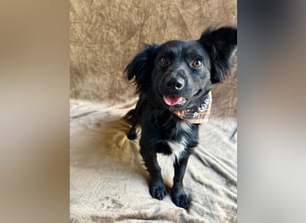 Chico - Sanfter kleiner Herzenshund sucht sein Zuhause!