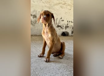 Offener, zutraulicher und er lieber Mischlingswelpe ROCKIE sucht eine Familie