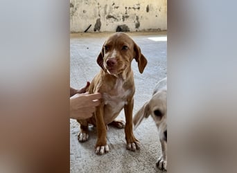 Offener, zutraulicher und er lieber Mischlingswelpe ROCKIE sucht eine Familie