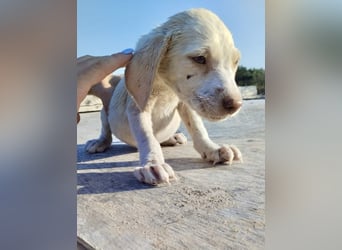 Mischlingswelpe SIMBA (3,5 Monate) sucht eine Familie