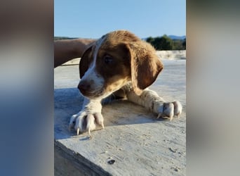 Mischlingswelpe FRITZ (3,5 Monate) sucht eine Familie!