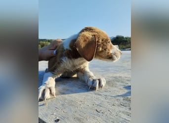 Mischlingswelpe FRITZ (3,5 Monate) sucht eine Familie!