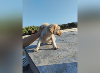 Mischlingswelpe ASTERIX (3,5 Monate) sucht eine Familie!