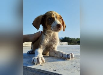 Mischlingswelpe FRITZ (3,5 Monate) sucht eine Familie!