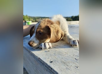 Mischlingswelpe FRITZ (3,5 Monate) sucht eine Familie!