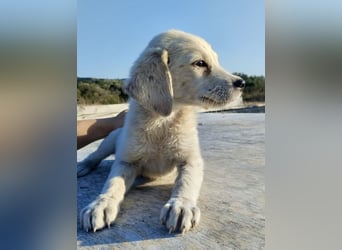 Mischlingswelpe AYLA (3,5 Monate) sucht eine Familie