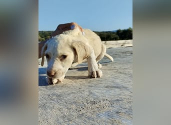 Mischlingswelpe SIMBA (3,5 Monate) sucht eine Familie