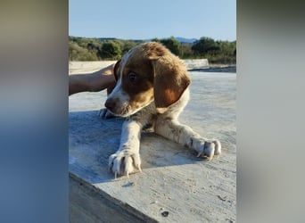 Mischlingswelpe FRITZ (3,5 Monate) sucht eine Familie!