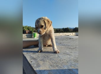 Mischlingswelpe ASTERIX (3,5 Monate) sucht eine Familie!
