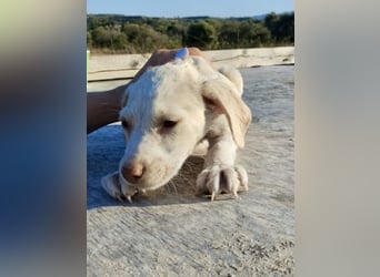 Mischlingswelpe SIMBA (3,5 Monate) sucht eine Familie