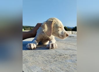 Mischlingswelpe SIMBA (3,5 Monate) sucht eine Familie