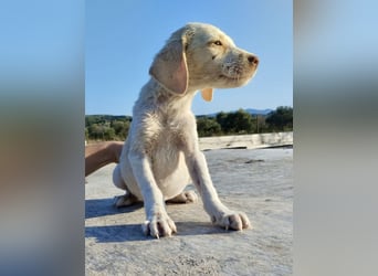 Mischlingswelpe SIMBA (3,5 Monate) sucht eine Familie