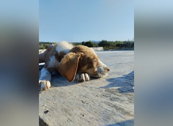 Mischlingswelpe FRITZ (3,5 Monate) sucht eine Familie!