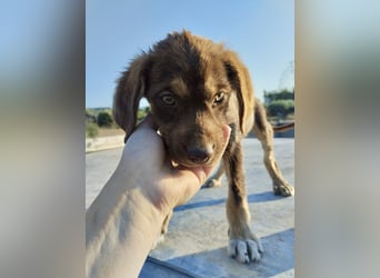 Mischlingswelpe SPENCER (3,5 Monate) sucht eine Familie!