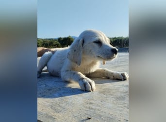 Mischlingswelpe AYLA (3,5 Monate) sucht eine Familie