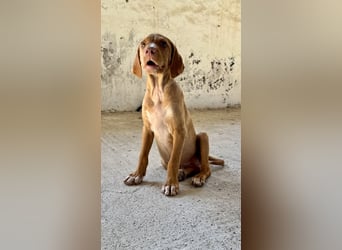 Offener, zutraulicher und er lieber Mischlingswelpe ROCKIE sucht eine Familie